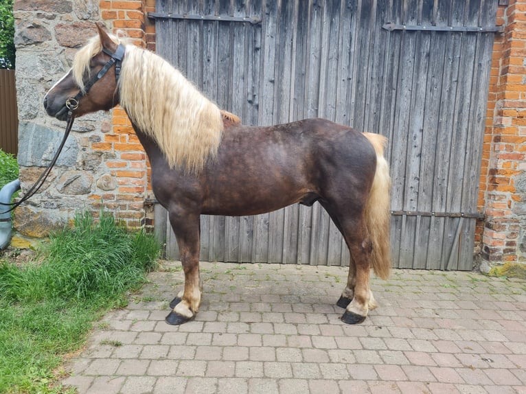 Schwarzwälder Fuchs Hengst 4 Jaar 148 cm Donkere-vos in L&#xF6;wenberger Land