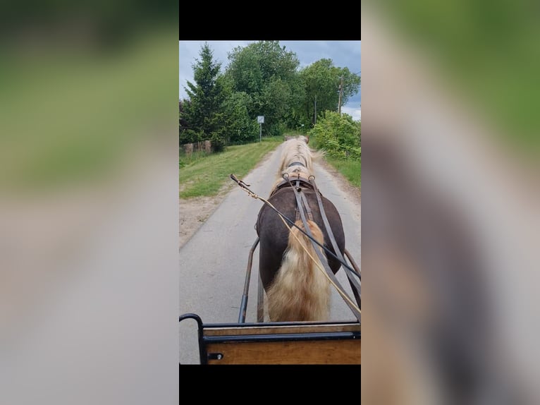 Schwarzwälder Fuchs Hengst 4 Jaar 148 cm Donkere-vos in L&#xF6;wenberger Land