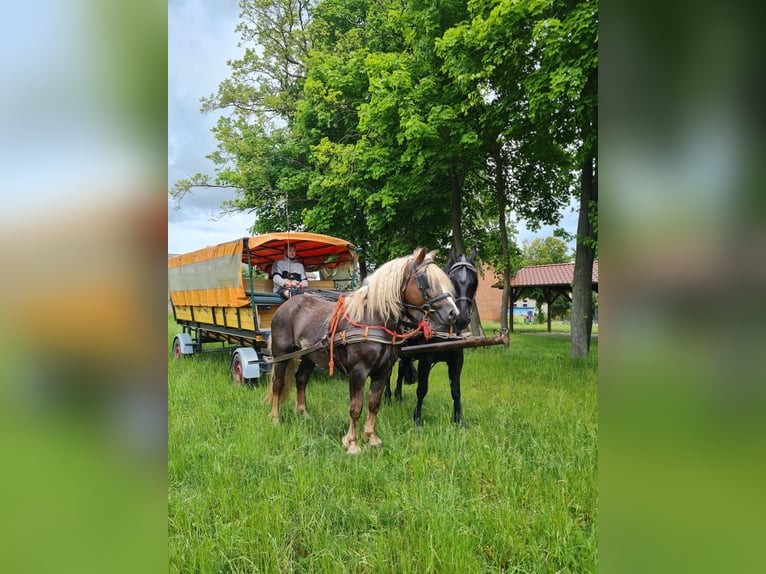 Schwarzwälder Fuchs Hengst 4 Jaar 148 cm Donkere-vos in L&#xF6;wenberger Land