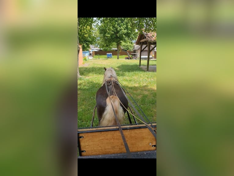Schwarzwälder Fuchs Hengst 4 Jaar 148 cm Donkere-vos in L&#xF6;wenberger Land