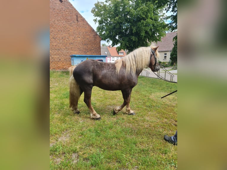 Schwarzwälder Fuchs Hengst 4 Jaar 148 cm Donkere-vos in L&#xF6;wenberger Land