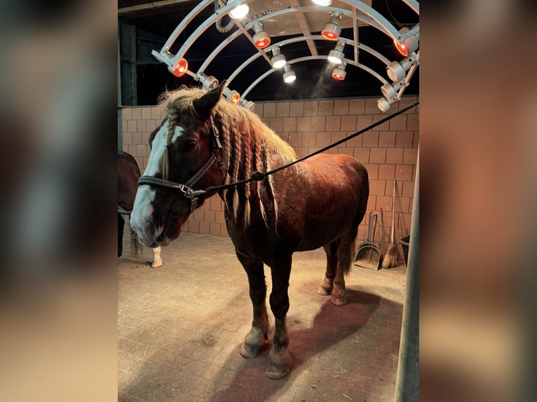 Schwarzwälder Fuchs Hengst 8 Jahre 160 cm Fuchs in Nienburg (Weser)