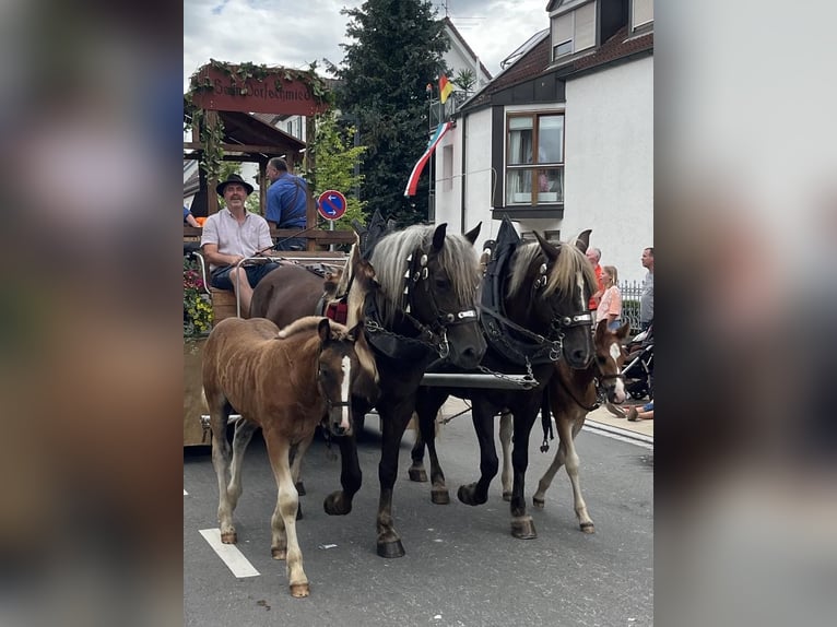 Schwarzwälder Fuchs Hengst Fohlen (04/2024) 155 cm Dunkelfuchs in Gerstetten