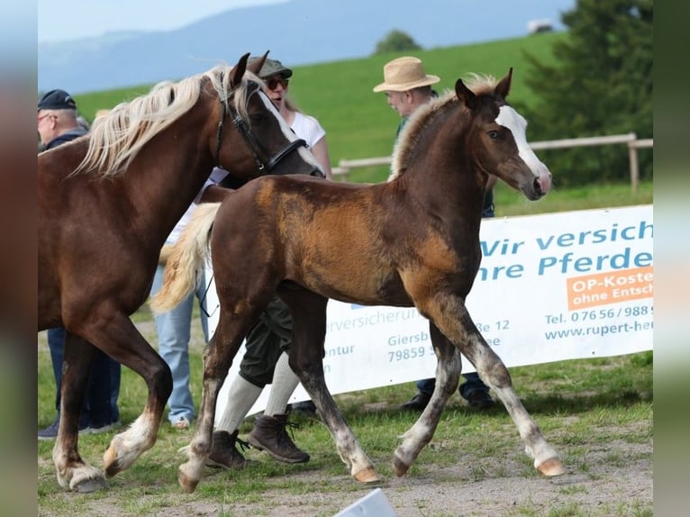 Schwarzwälder Fuchs Hengst Fohlen (05/2025) 155 cm Dunkelfuchs in Rottweil