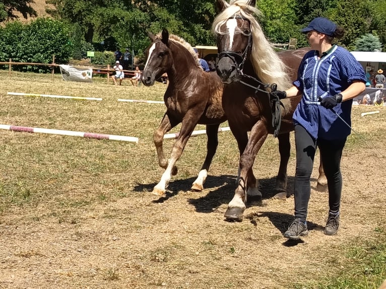 Schwarzwälder Fuchs Hengst Fohlen (04/2026) 155 cm Dunkelfuchs in Knittlingen