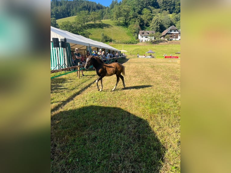 Schwarzwälder Fuchs Hengst Fohlen (05/2024) Dunkelfuchs in Elzach-Prechtal