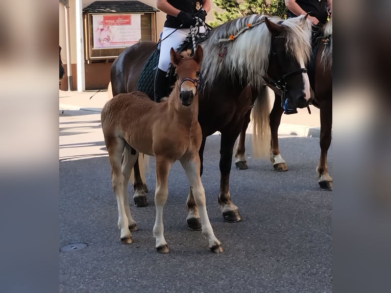Schwarzwälder Fuchs Hengst Veulen (05/2025) 154 cm Donkere-vos in Stegen