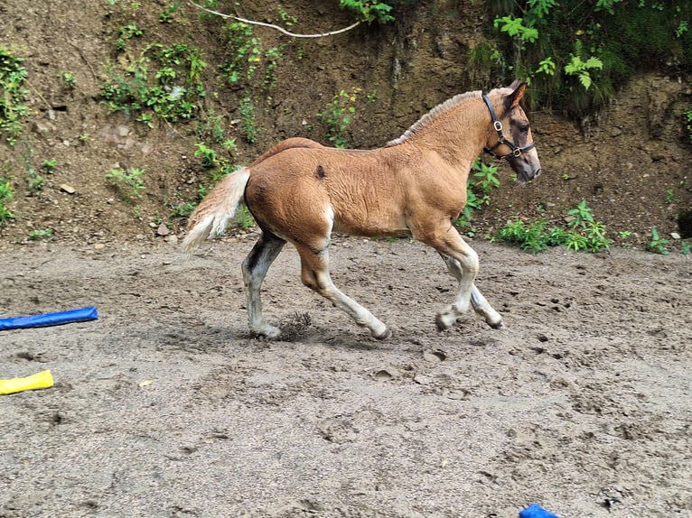 Schwarzwälder Fuchs Hengst Veulen (05/2025) 154 cm Donkere-vos in Stegen