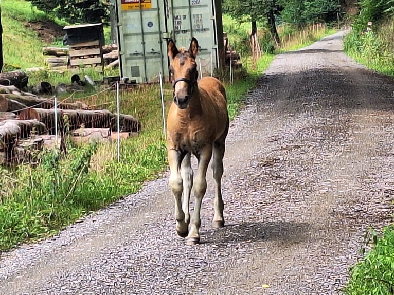 Schwarzwälder Fuchs Hengst Veulen (05/2025) 154 cm Donkere-vos in Stegen