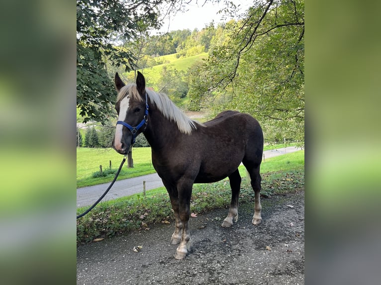 Schwarzwälder Fuchs Hengst veulen (04/2024) 155 cm Donkere-vos in Freiamt