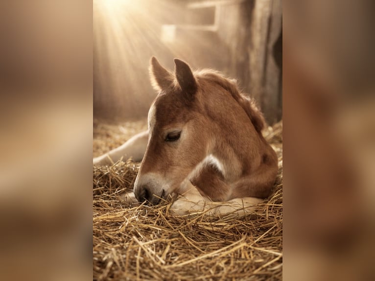 Schwarzwälder Fuchs Hengst Veulen (04/2026) Donkere-vos in Flörsheim