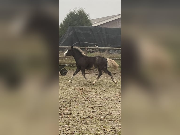 Schwarzwälder Fuchs Hengst Veulen (04/2025) Donkere-vos in Surhuizum