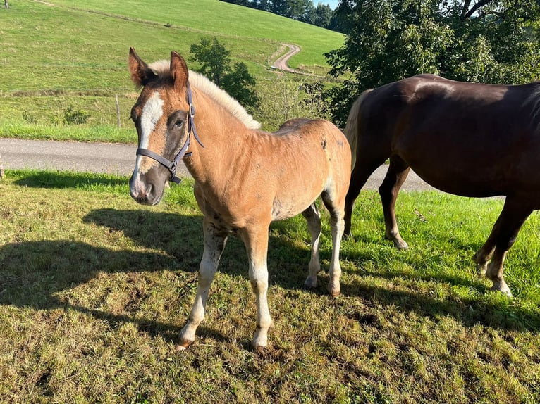 Schwarzwälder Fuchs Hengst Veulen (06/2025) Donkere-vos in Elzach-Prechtal