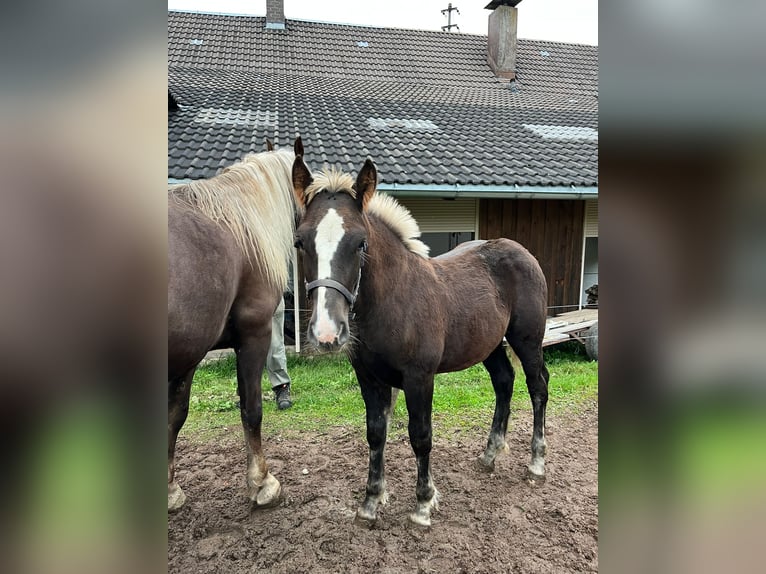 Schwarzwälder Fuchs Hengst Veulen (06/2025) Donkere-vos in Elzach-Prechtal