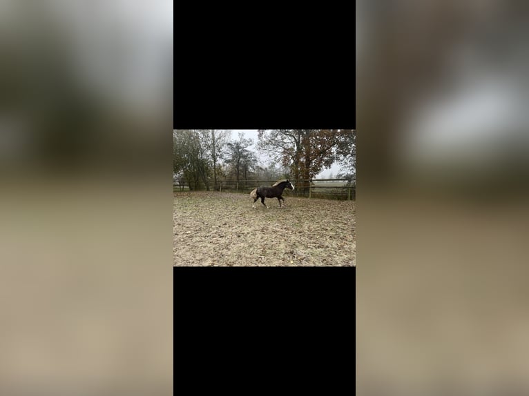 Schwarzwälder Fuchs Hengst Veulen (04/2025) Donkere-vos in Surhuizum