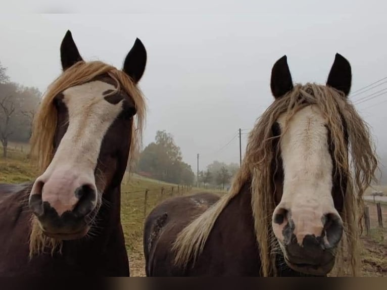 Schwarzwälder Fuchs Merrie 10 Jaar 160 cm Donkere-vos in Rutsweiler/Lauter