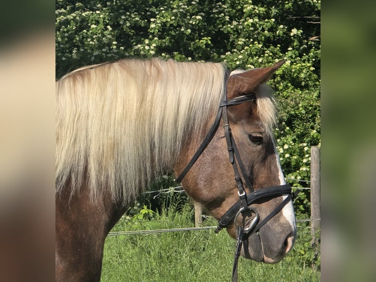 Schwarzwälder Fuchs Mix Merrie 11 Jaar 157 cm Donkere-vos in Mülheim an der Ruhr