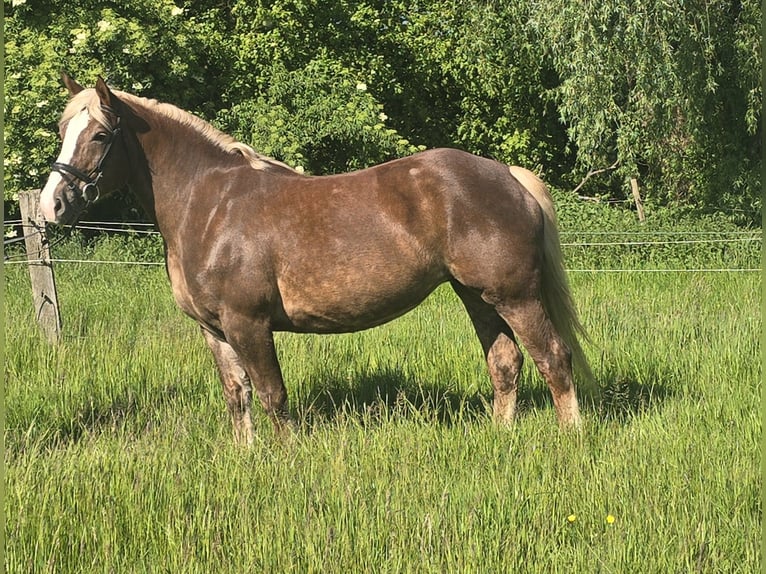 Schwarzwälder Fuchs Mix Merrie 11 Jaar 157 cm Donkere-vos in Mülheim an der Ruhr