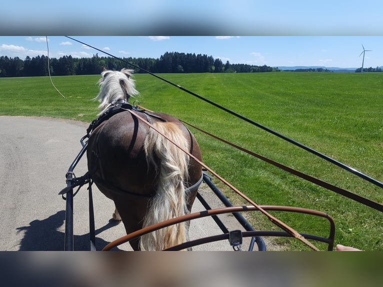 Schwarzwälder Fuchs Merrie 13 Jaar 151 cm Donkere-vos in Niedereschach