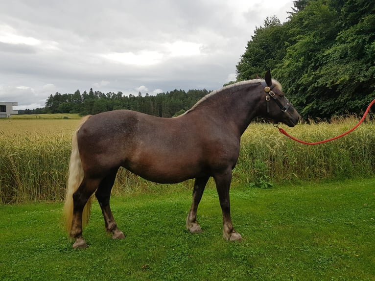 Schwarzwälder Fuchs Merrie 13 Jaar 151 cm Donkere-vos in Niedereschach