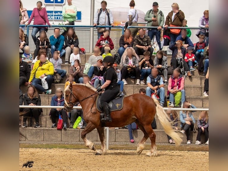 Schwarzwälder Fuchs Merrie 13 Jaar 154 cm Donkere-vos in Eberbach