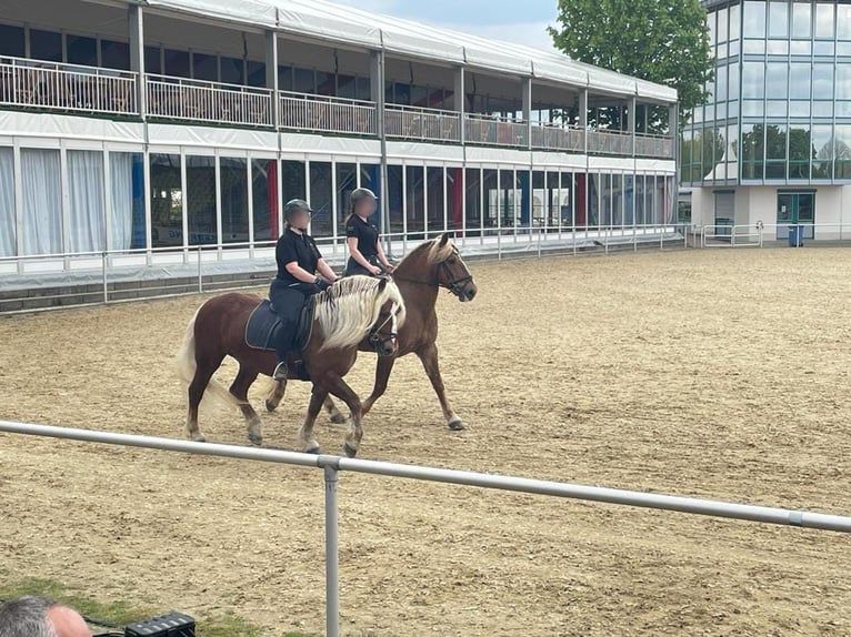 Schwarzwälder Fuchs Merrie 13 Jaar 154 cm Donkere-vos in Eberbach