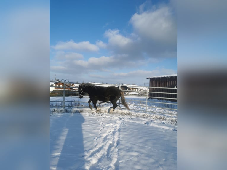 Schwarzwälder Fuchs Merrie 14 Jaar 150 cm Donkerbruin in Füssen
