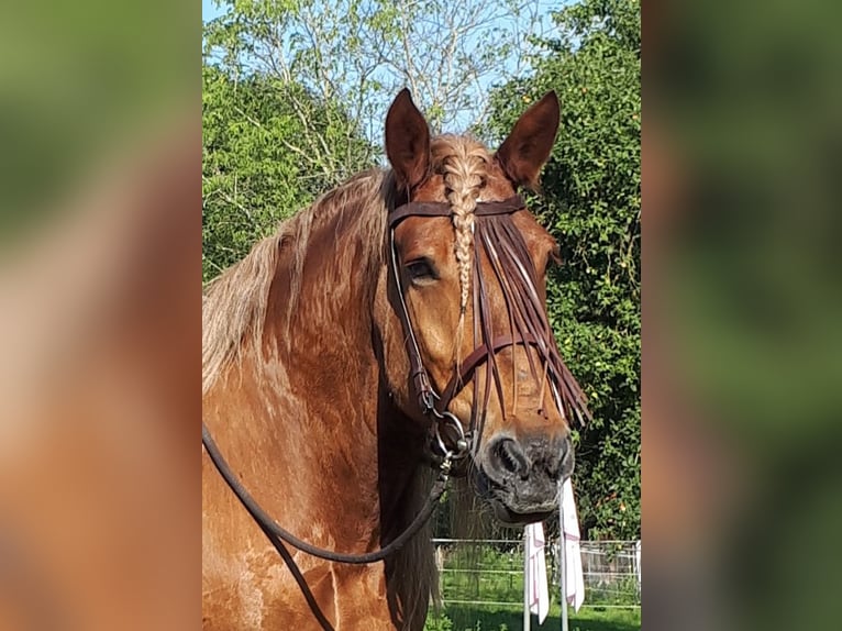 Schwarzwälder Fuchs Mix Merrie 14 Jaar 152 cm Roan-Red in Bayerbach