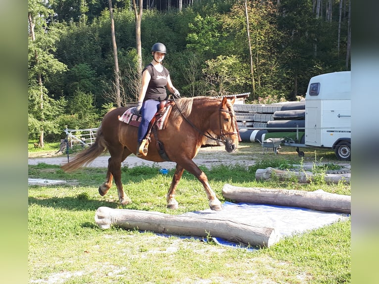 Schwarzwälder Fuchs Mix Merrie 14 Jaar 152 cm Roan-Red in Bayerbach