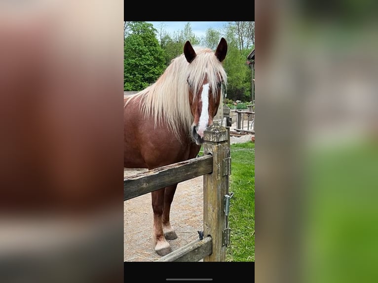 Schwarzwälder Fuchs Merrie 17 Jaar in Dornhan