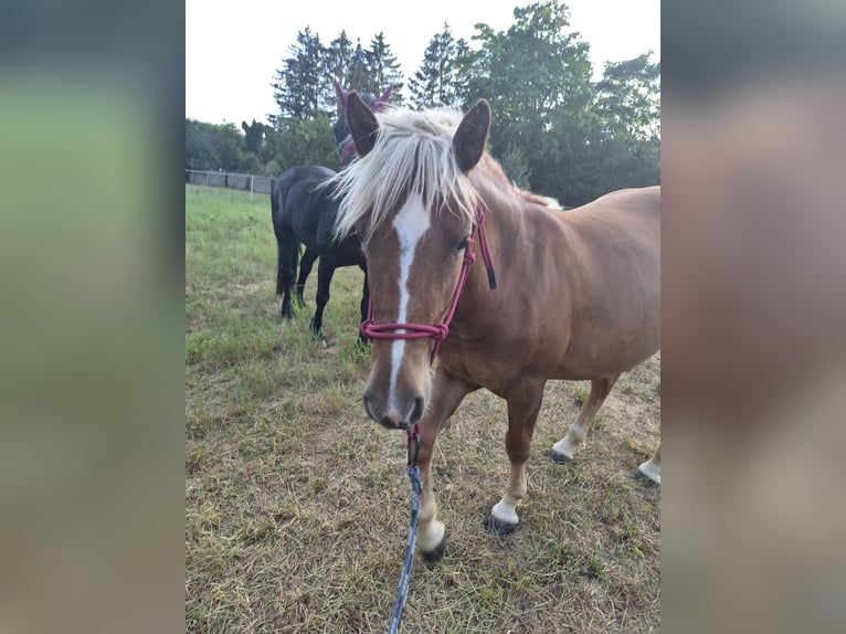 Schwarzwälder Fuchs Mix Merrie 1 Jaar 155 cm Donkere-vos in Thale