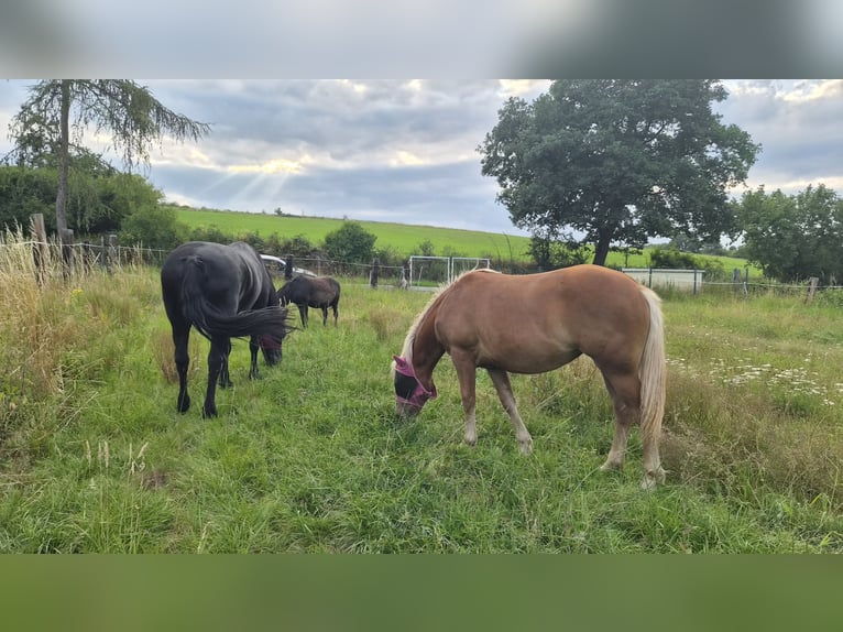 Schwarzwälder Fuchs Mix Merrie 1 Jaar 155 cm Donkere-vos in Thale