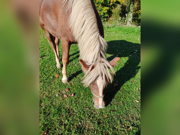 Schwarzwälder Fuchs Merrie 1 Jaar 157 cm Donkere-vos in &#xDC;hlingen-Birkendorf