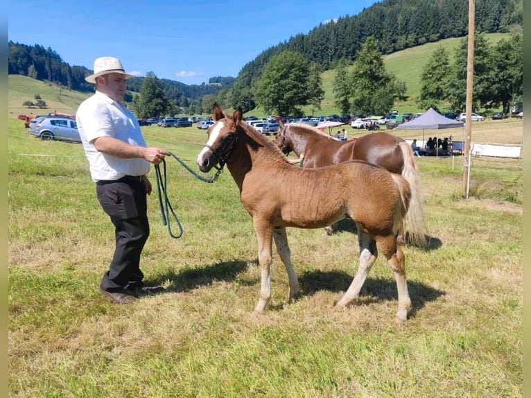 Schwarzwälder Fuchs Merrie 2 Jaar 143 cm Donkere-vos in Elzach