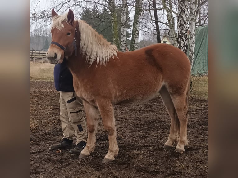 Schwarzwälder Fuchs Mix Merrie 2 Jaar 143 cm Vos in Ramin