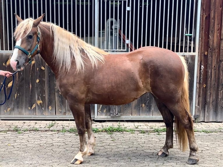 Schwarzwälder Fuchs Merrie 2 Jaar 153 cm Donkere-vos in Freiamt