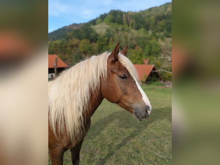 Schwarzwälder Fuchs Merrie 2 Jaar Vos in Elzach