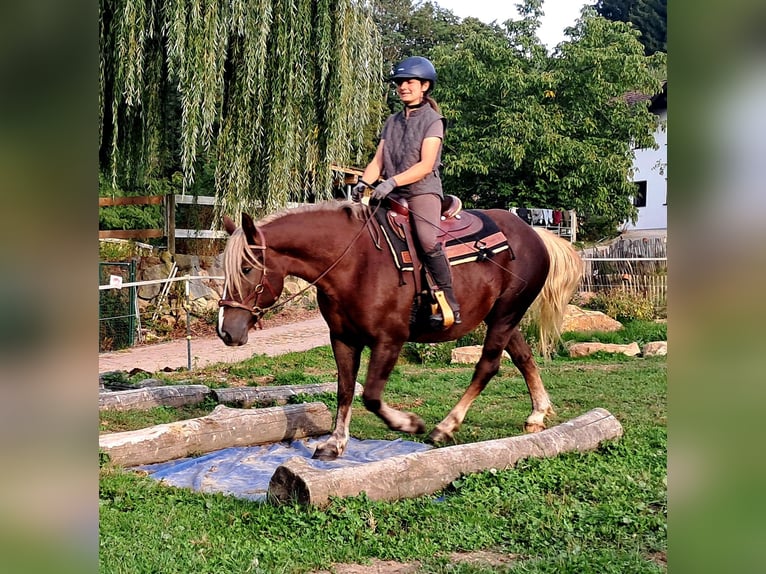 Schwarzwälder Fuchs Merrie 3 Jaar 148 cm Donkere-vos in Bayerbach
