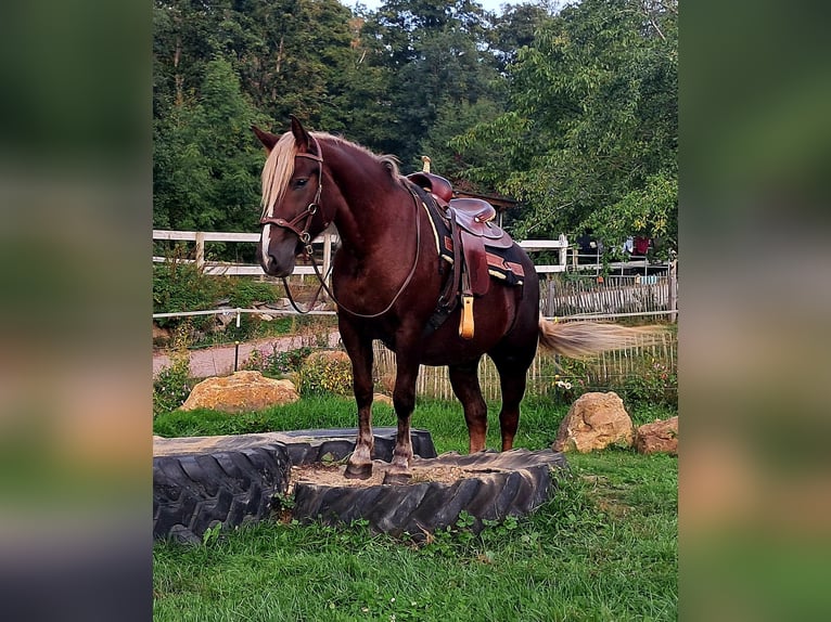 Schwarzwälder Fuchs Merrie 3 Jaar 148 cm Donkere-vos in Bayerbach