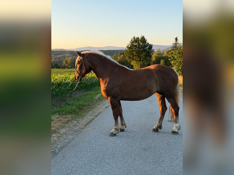 Schwarzwälder Fuchs Merrie 3 Jaar 151 cm Donkere-vos in Zachenberg