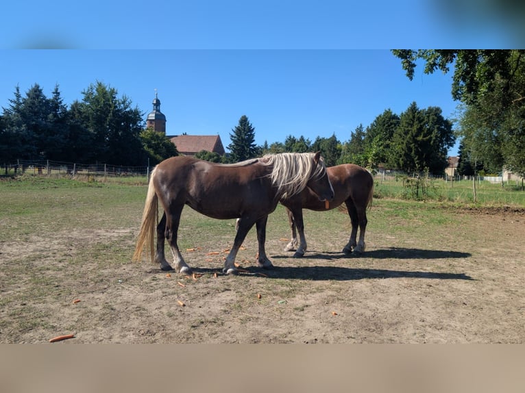 Schwarzwälder Fuchs Merrie 3 Jaar 152 cm Donkere-vos in Golßen