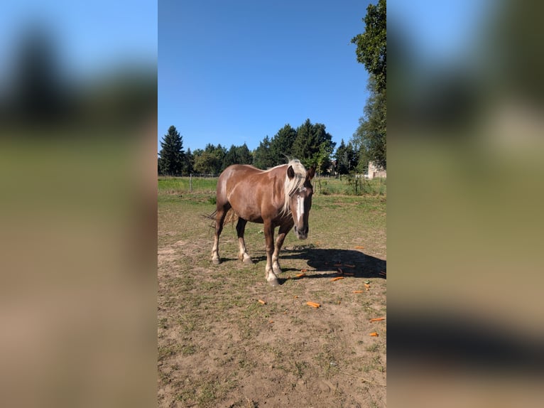 Schwarzwälder Fuchs Merrie 3 Jaar 152 cm Donkere-vos in Golßen