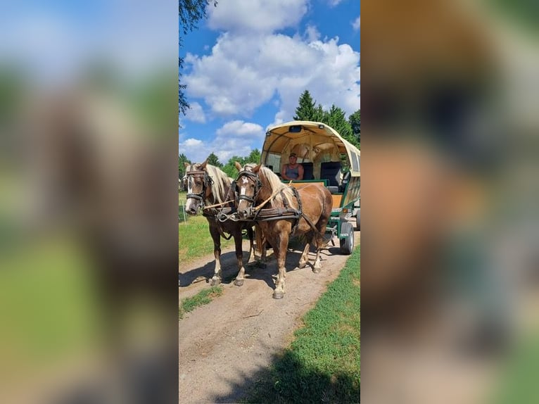 Schwarzwälder Fuchs Merrie 3 Jaar 152 cm Donkere-vos in Golßen