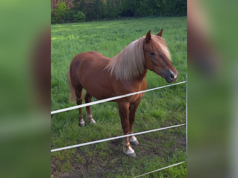 Schwarzwälder Fuchs Merrie 3 Jaar 152 cm Donkere-vos in Celle
