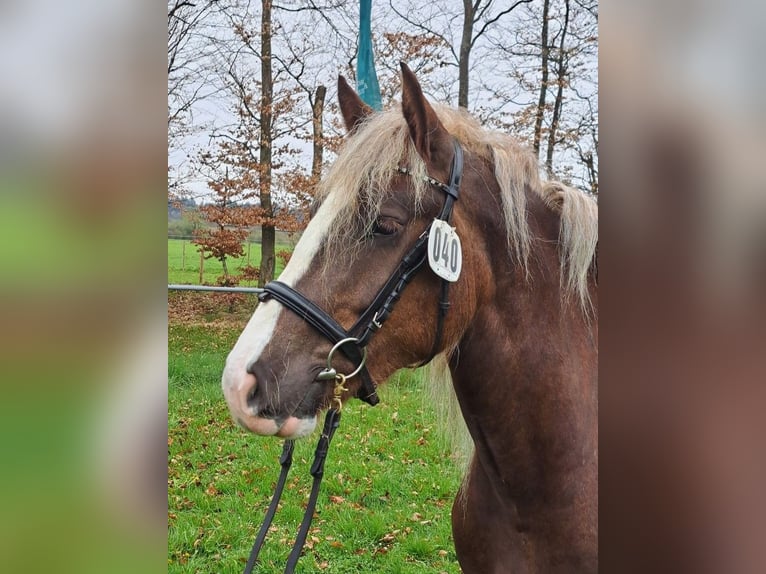 Schwarzwälder Fuchs Merrie 3 Jaar 153 cm Donkere-vos in Sulz am Neckar