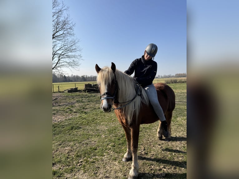 Schwarzwälder Fuchs Merrie 3 Jaar 154 cm Vos in Belfeld
