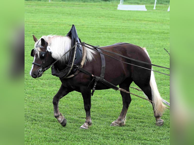 Schwarzwälder Fuchs Merrie 4 Jaar 149 cm Donkere-vos in Offenburg