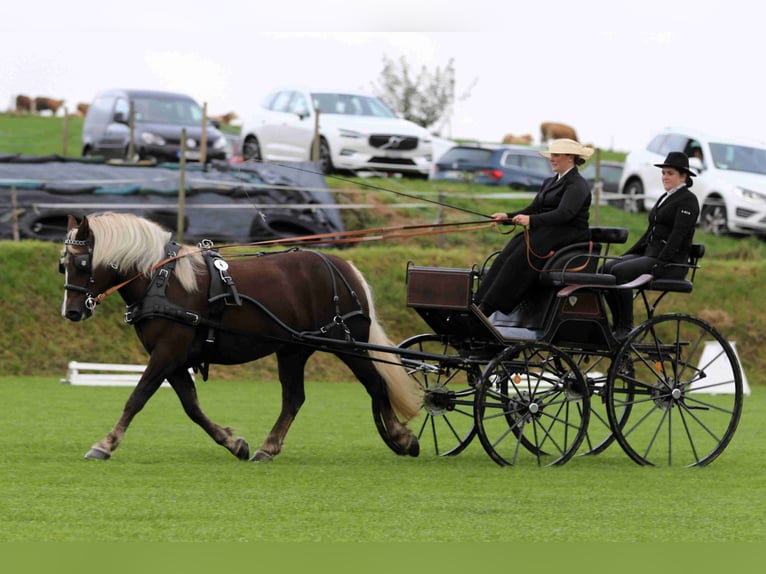 Schwarzwälder Fuchs Merrie 4 Jaar 149 cm Donkere-vos in Offenburg