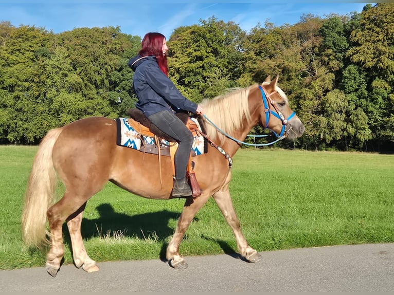 Schwarzwälder Fuchs Mix Merrie 4 Jaar 153 cm Vos in Linkenbach