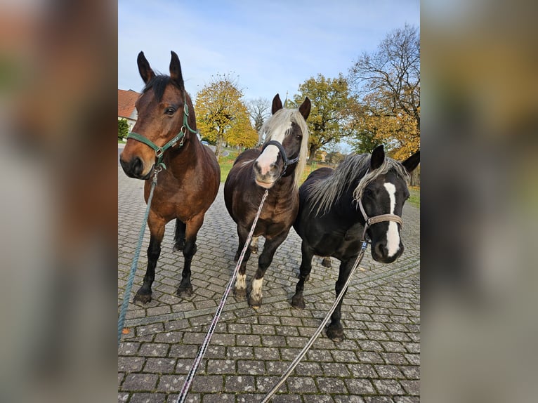 Schwarzwälder Fuchs Merrie 5 Jaar 143 cm Donkere-vos in Gardelegen